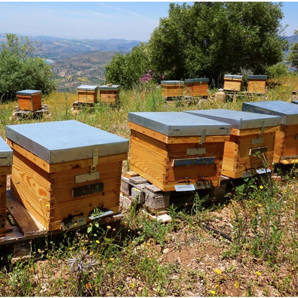 Emprendimiento rural. La apicultura como una forma de vida