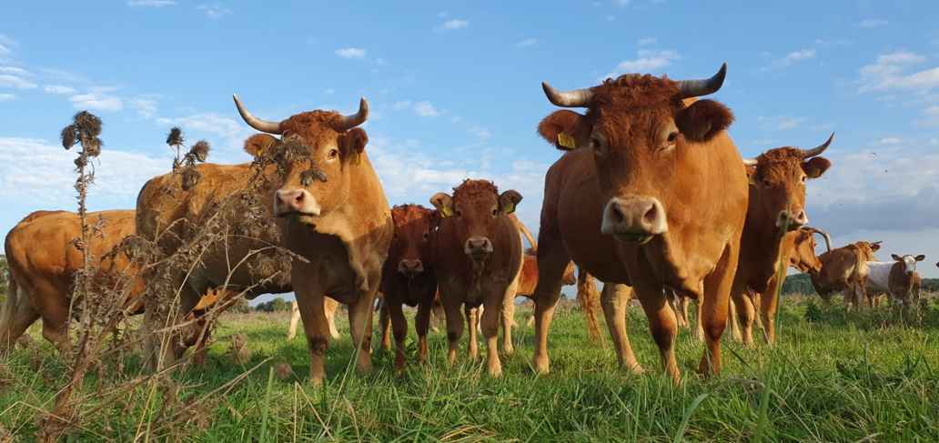 Vacas de la granja biodinámica De Zonneboeg en Flevolanda